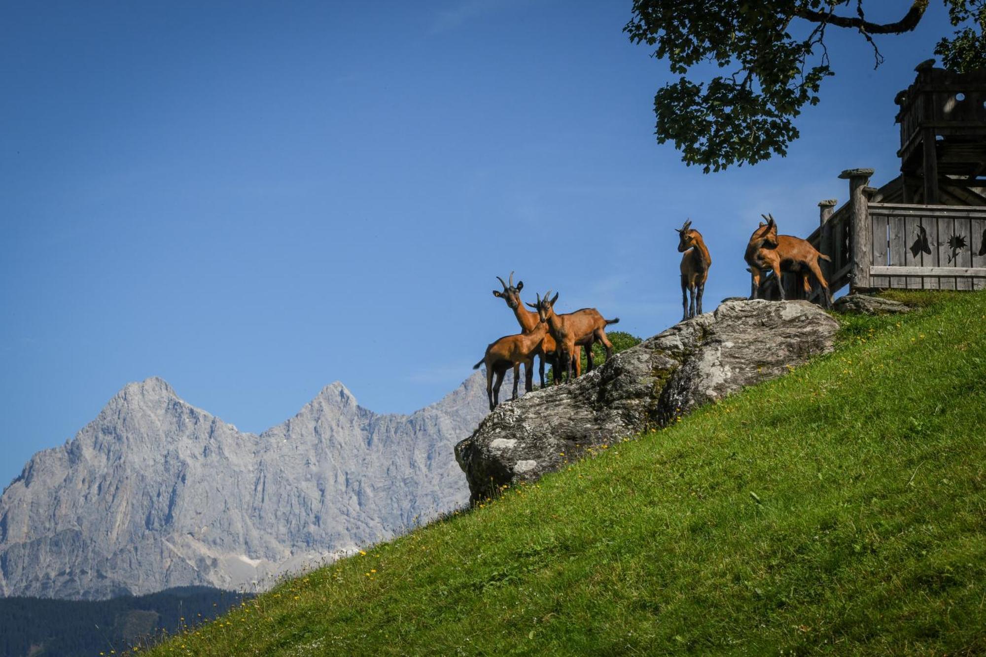 Villa Strickhof à Schladming Extérieur photo